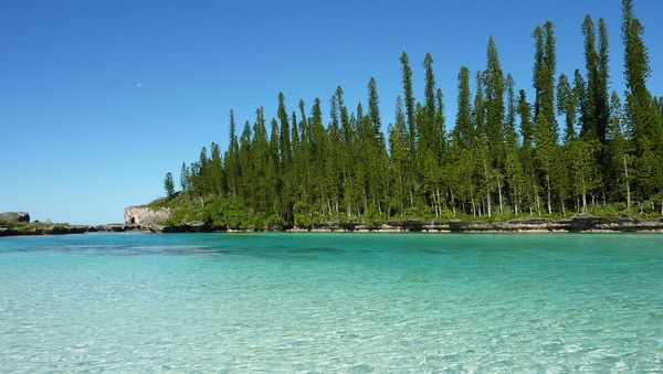 Araucaria columnaris New Caledonia - Sputnik International