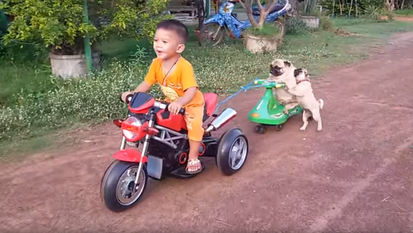 Unbothered: Pudgy Pug Cruises and Ignores Pup - Sputnik International