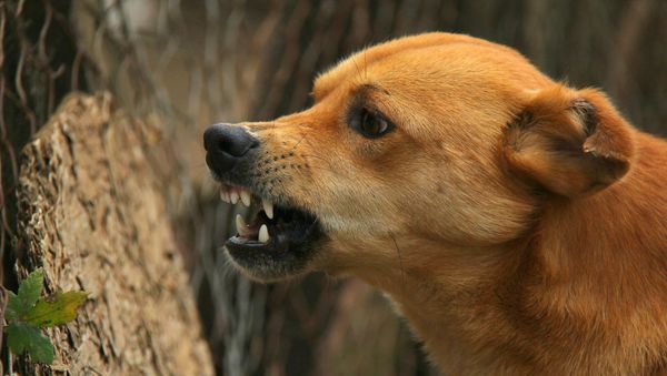 Angry dog - Sputnik International
