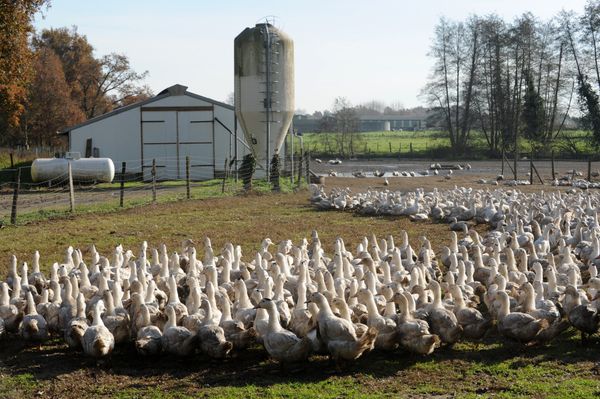 Ducks roam in an outdoor enclosure in a farm in Benesse-Maremne, southwestern France, on December 10, 2015. Ducks roam in an outdoor enclosure in a farm in Benesse-Maremne, southwestern France, on December 10, 2015. - Sputnik International