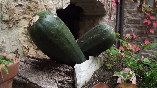 Zucchini - Sputnik International