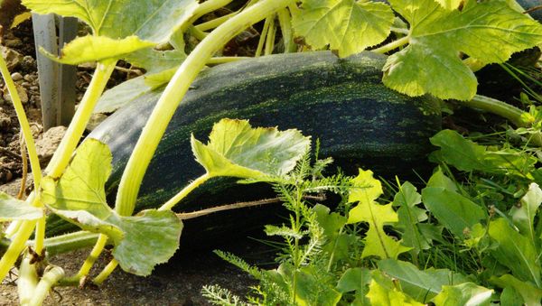 Zucchini - Sputnik International