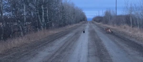 Cougar video Cougar video - Sputnik International