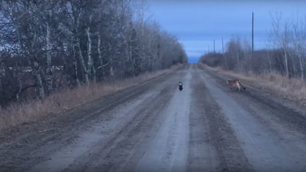 Cougar video - Sputnik International