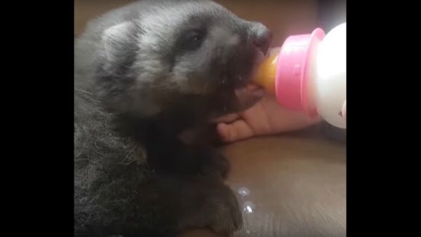 Little Wolverine in the Novosibirsk Zoo - Sputnik International