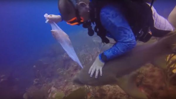 Diver gets in fight with shark after cheeky predator tries to steal the fish he caught for dinner - Sputnik International