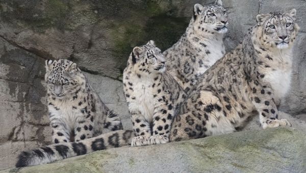 Snow leopards - Sputnik International