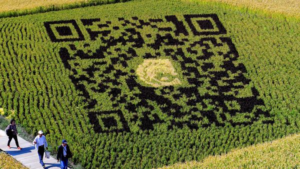 A QR code design created using different varieties of rice is seen in a paddy during the harvest season in Shenyang in China's northeast Liaoning province on September 20, 2017 - Sputnik International