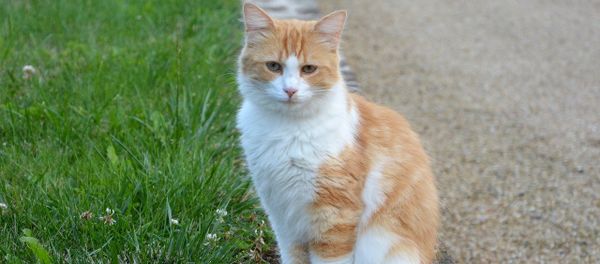 Cat Cat - Sputnik International