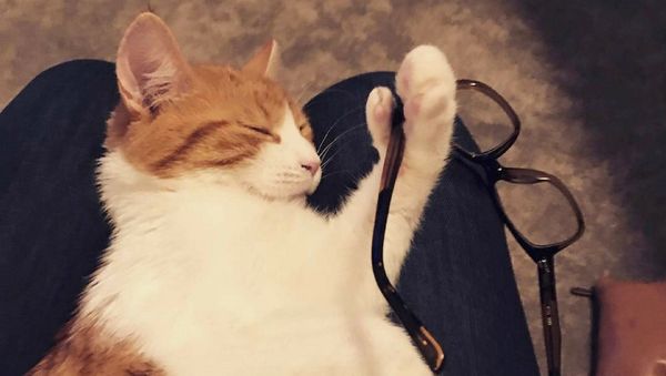 Paddles, the New Zealand Prime Minister Jacinda Ardern's ginger cat is seen in this April 2017 photo - Sputnik International
