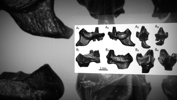 Fossilised teeth of 145 million year-old 'rat' that is mankind's oldest ancestor discovered in Dorset by student - Sputnik International