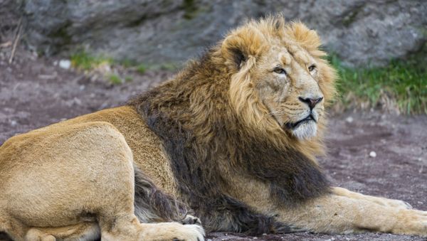 The male Asiatic lion - Sputnik International