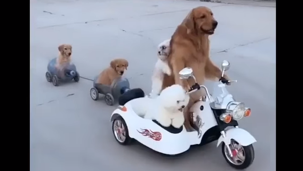 Golden Retriever Cheerfully Chauffeurs His Fluffy Friends - Sputnik International