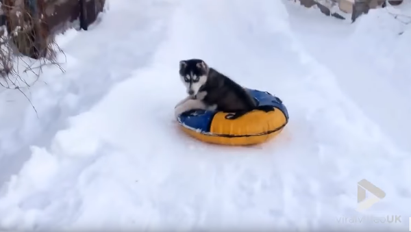 ‘Again, Again!’ Russian Husky’s Snow Tubing Obsession - Sputnik International