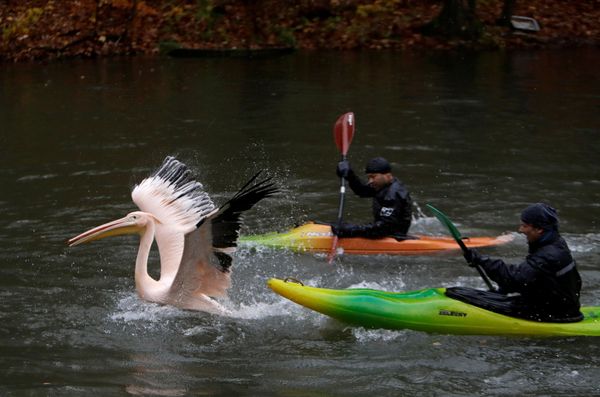 This Week in Pictures (November 4-10) - Sputnik International