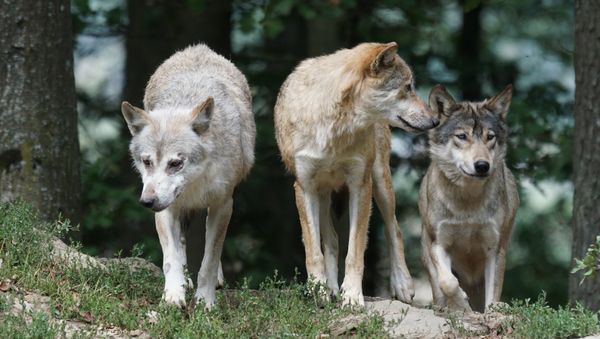 Wolves - Sputnik International