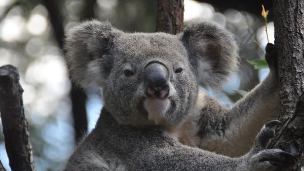 Koala - Sputnik International