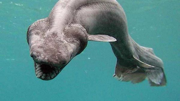 Frilled shark - Sputnik International