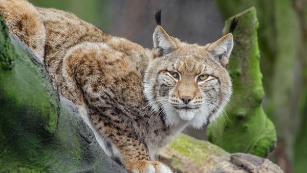 Lynx - Sputnik International