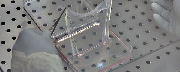 In this undated photo, technicians lift up a sheet of human skin cells at the Center for Regenerative Medicine at the University of Modena in Italy In this undated photo, technicians lift up a sheet of human skin cells at the Center for Regenerative Medicine at the University of Modena in Italy - Sputnik International