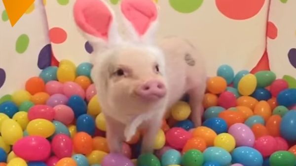American Pot-Bellied Pig - Sputnik International