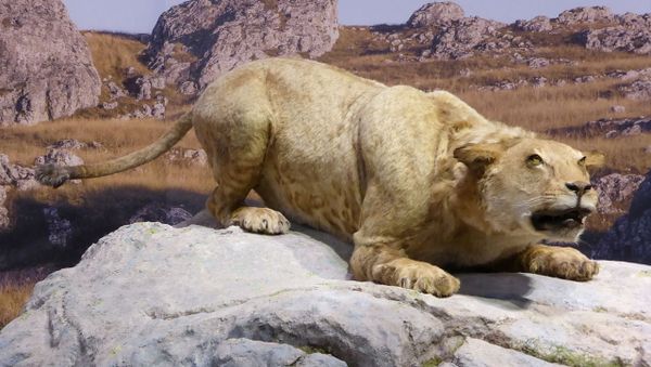 Cave lion - Sputnik International