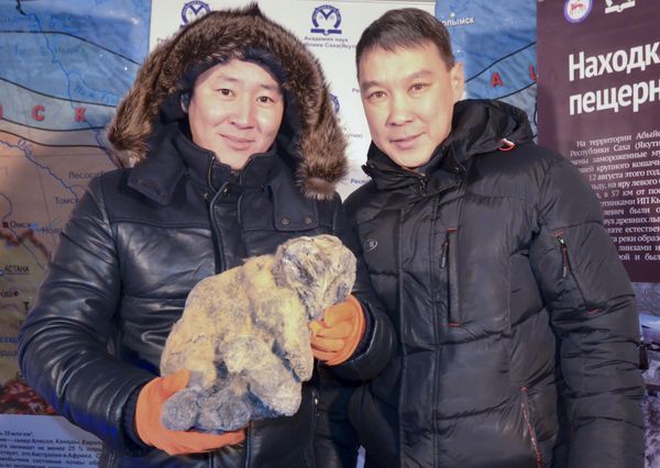 In this Monday, Nov. 16, 2015 photo provided by the Russian Academy of Sciences of the Republic of Sakha, Yakov Androsov, a researcher, right, and his assistant show the body of a cave lion during a presentation at the regional Academy of Sciences at the Kingdom of Permafrost museum in Yakutsk, 4,900 kilometers (3,000 miles) east of Moscow - Sputnik International