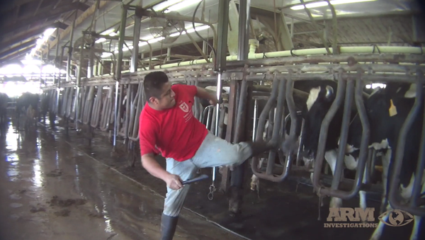 Diary farm in Florida under investigation after undercover footage reveals abuse of cows - Sputnik International