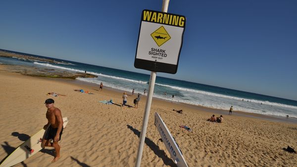 A surfer (L) comes in from the ocean after surfing despite shark warning signs posted on the beach in the northern New South Wales city of Newcastle on January 17, 2015 A surfer (L) comes in from the ocean after surfing despite shark warning signs posted on the beach in the northern New South Wales city of Newcastle on January 17, 2015 - Sputnik International