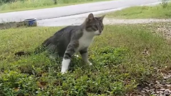 Cat With a Rare Disease - Sputnik International
