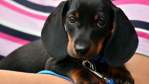 A Dachshund puppy - Sputnik International