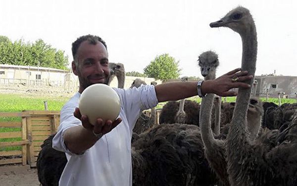 Life at the ostrich farm in Afghanistan - Sputnik International