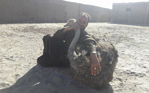 Life at the ostrich farm in Afghanistan - Sputnik International