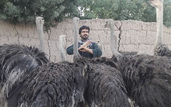 Life at the ostrich farm in Afghanistan - Sputnik International