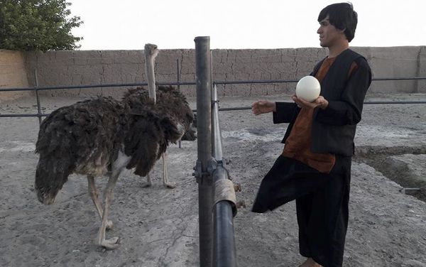 Life at the ostrich farm in Afghanistan - Sputnik International