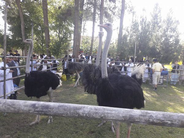 Life at the ostrich farm in Afghanistan - Sputnik International