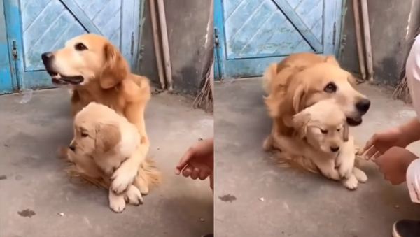 Golden Retriever Shields Last Pup From Adoption - Sputnik International