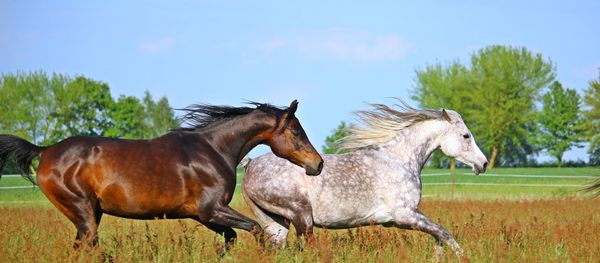 Horse couple Horse couple - Sputnik International