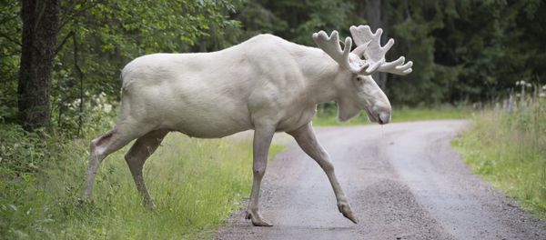 This picture taken on July 31, 2017 shows a rare white moose in Gunnarskog, Vaermland County, Sweden - Sputnik International