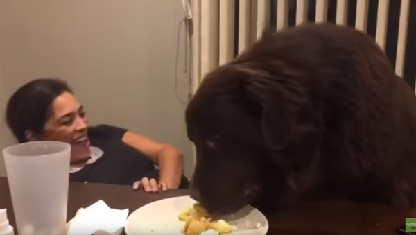 Fluffy Criminal: Newfie Nabs Owner’s Dinner - Sputnik International