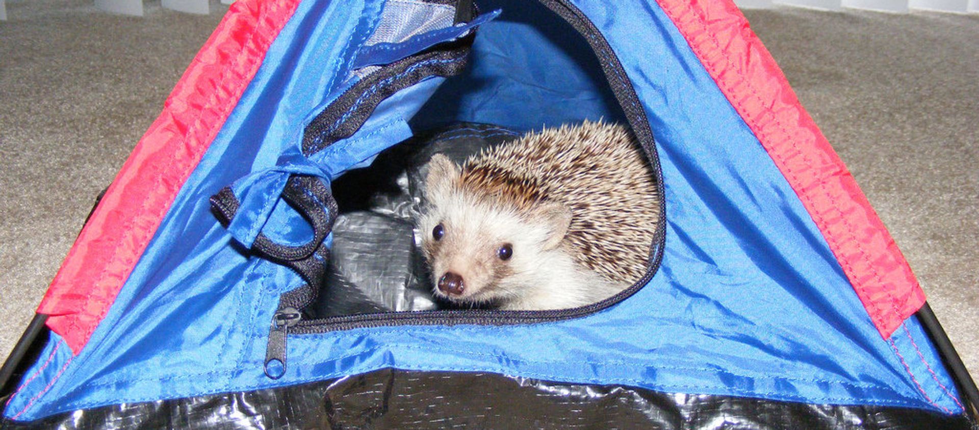 African hedgehog (not Bernie) - Sputnik International, 1920, 16.11.2017