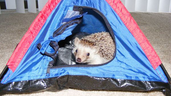 African hedgehog (not Bernie) African hedgehog (not Bernie) - Sputnik International
