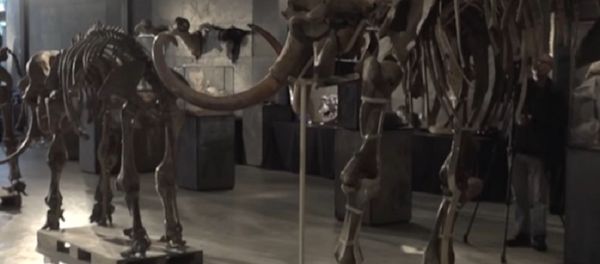 A Mammoth of a Family - Sputnik International