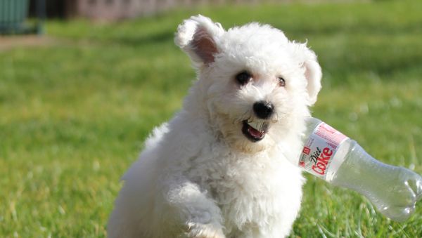 Puppy with bottle - Sputnik International
