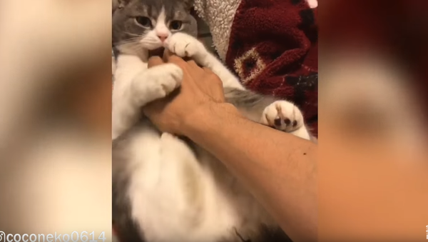 ‘Enough, Human’: Crotchety Kitten Rubbed The Wrong Way - Sputnik International