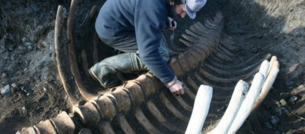 Skeleton of Ancient Sea Cow Skeleton of Ancient Sea Cow - Sputnik International