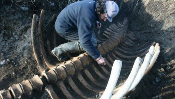 Skeleton of Ancient Sea Cow Skeleton of Ancient Sea Cow - Sputnik International