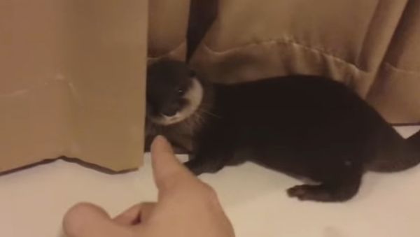 Cartel the Otter Plays in Curtains - Sputnik International