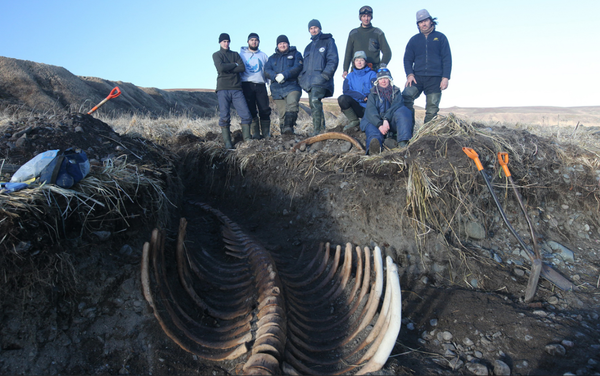 Skeleton of Sea Cow Skeleton of Sea Cow - Sputnik International
