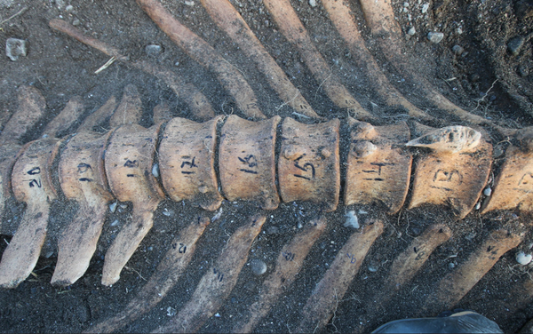 Skeleton of Sea Cow Skeleton of Sea Cow - Sputnik International